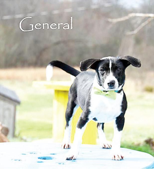 General named Pet of the Week Article Image Alt Text