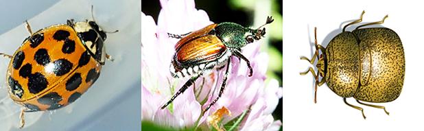 Ladybug, Ladybug fly away home Article Image Alt Text