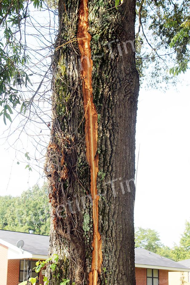 Lightning strikes twice at Bolivar residence Lightning struck a tree at 707 Naylor Street twice during last Wednesday’s thunderstorm.