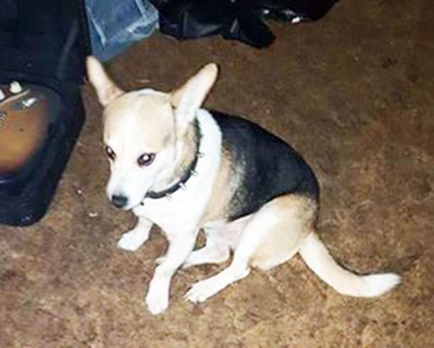 Help needed to locate missing service dog Article Image Alt Text