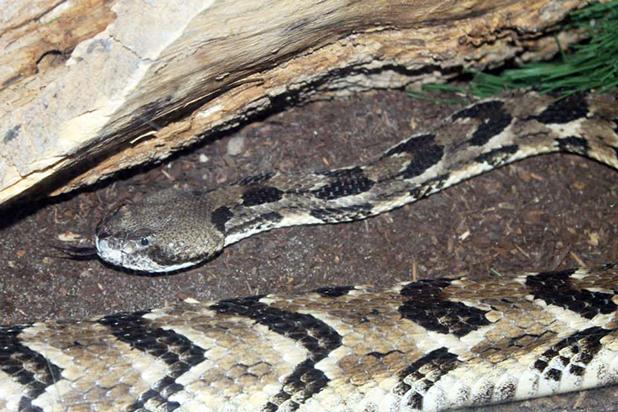 SSSStep back and walk away Timber Rattlesnake