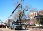 The decaying oak tree on the south side of the Hardeman County Courthouse was removed on November 17. The bidded process cost nearly $7,000 according to Hardeman County Mayor Jimmy Sain and the work was done by Memphis Tree Service. The tree measured 6’8” at the trunk. 