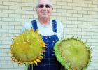 Sunshine, Seeds and a few Surprises Article Image Alt Text