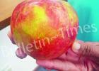 This Arkansas Black apple was grown by Charlie Woods, English St. in Bolivar. A friend from Hickory Valley recommended him to grow the apples years ago. Woods has several trees that grows large apples, but this is the largest he has seen this season.