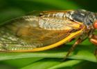 Adult cicada from the 13-year brood currently emerging in Middle Tennessee (John Russell/Vanderbilt)