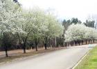 Spring arrives at Grand Valley Lakes Article Image Alt Text