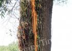 Lightning struck a tree at 707 Naylor Street twice during last Wednesday’s thunderstorm.