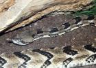 Timber Rattlesnake